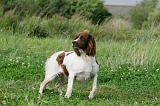 SPRINGER SPANIEL 034